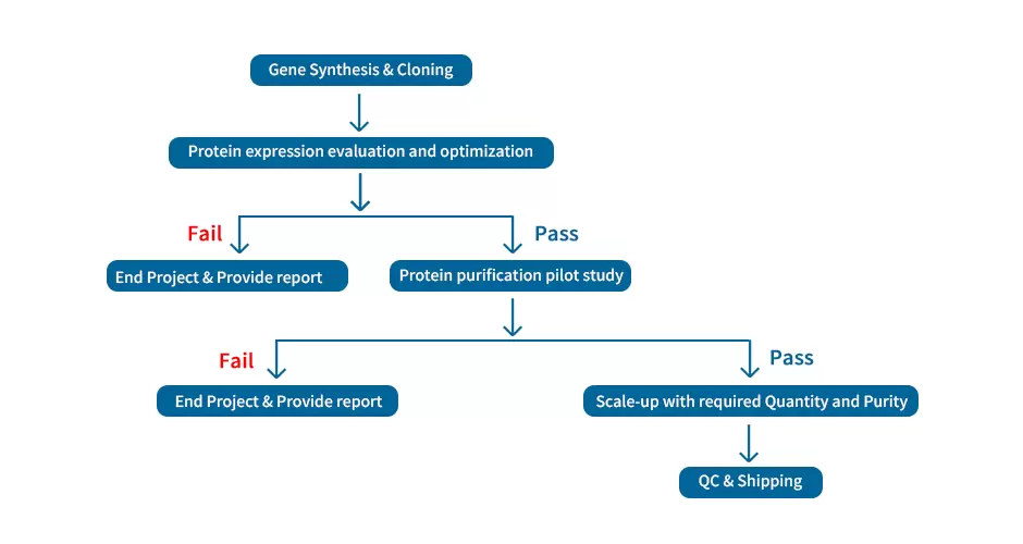 Protein Expression Procedure