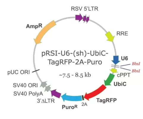 Prsi U6 (sh) Shrna Standard Cloning Vector