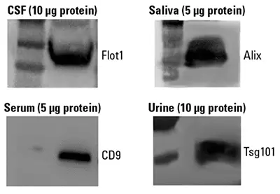 Purified Exosomes Western Blot