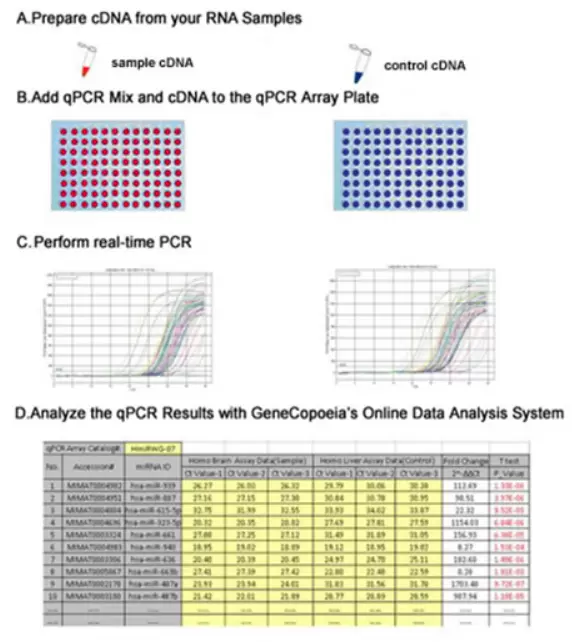 Qpcr Arrays Howitworks