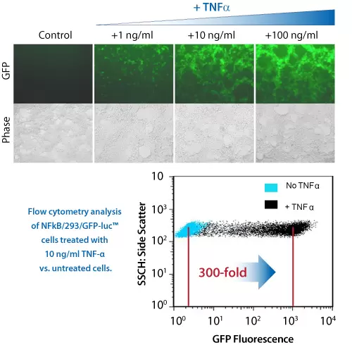 Reporter Cell Line Gfp Induce