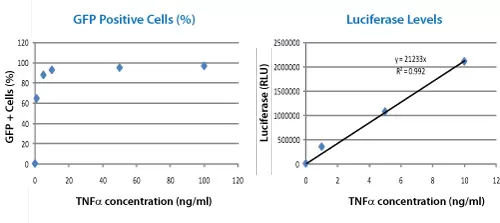 Reporter Cell Line Luc Induce