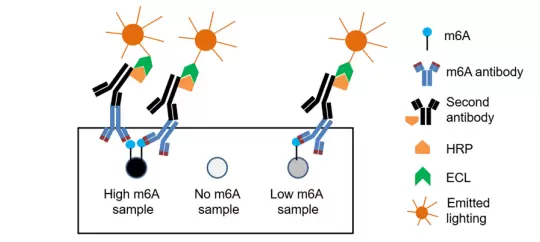 Rna Dna Meth Dot Blot Assays How It Works