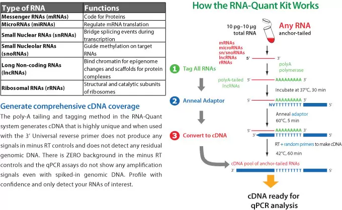 Rna Quant Table