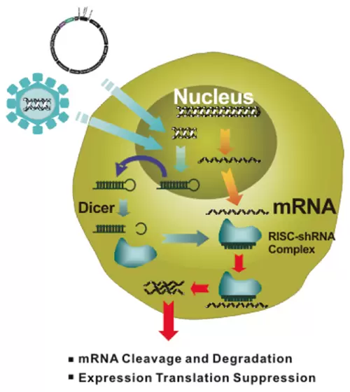 Rnai