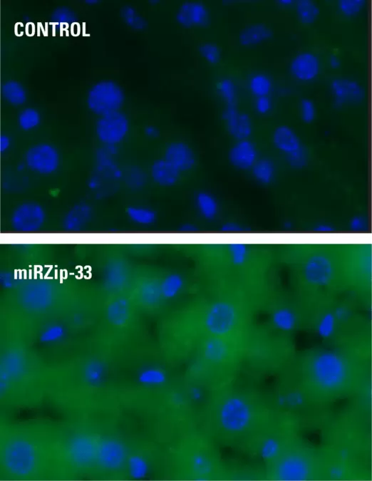 Robust Lentivirus Packaging In Vivo 768x993 1