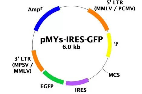 Rtv 021 Vector Map