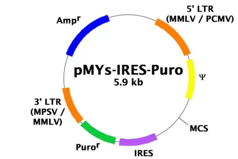 Rtv 022 Vector Map