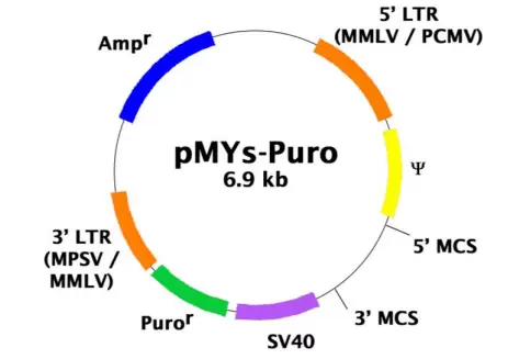 Rtv 024 Vector Map