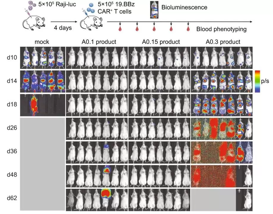 Sl131 Disseminated Raji Xenograft Model And Bioluminescent Images