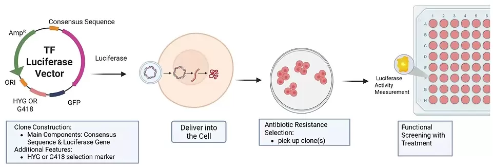 So Tf Luc Vectors Workflow