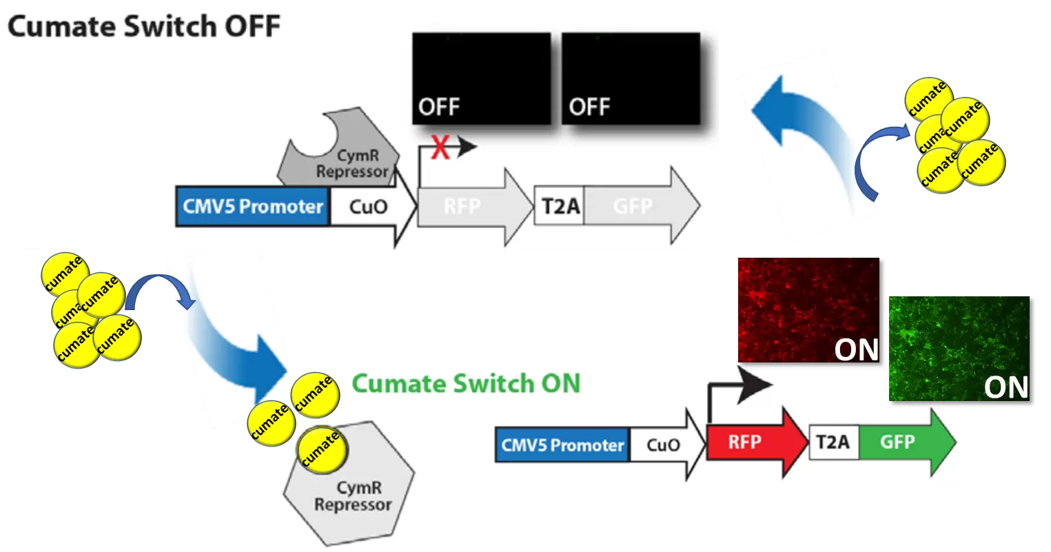 Spareq Cumate Operator Switch How It Works