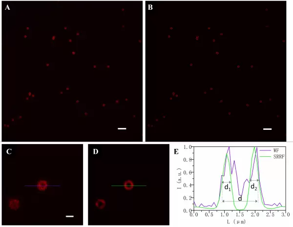 Spheroruler Fig3