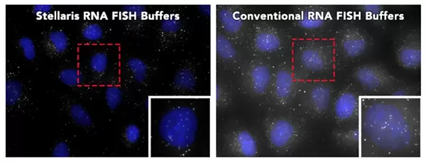 Stellaris Rna Fish Buffers