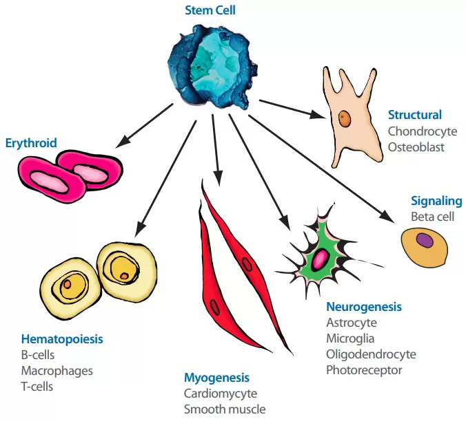 Stem Cell