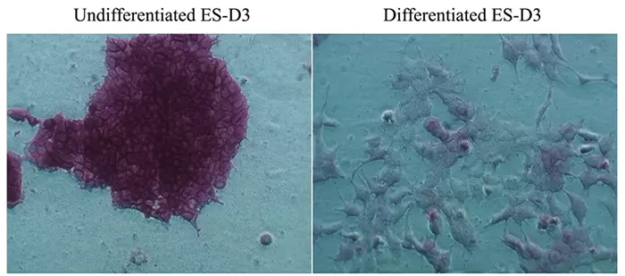 Stemtag Ap Staining