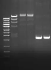 T4 Dna Ligase Fig 2 T4 Dna Ligase Activity Exonuclease Endonuclease