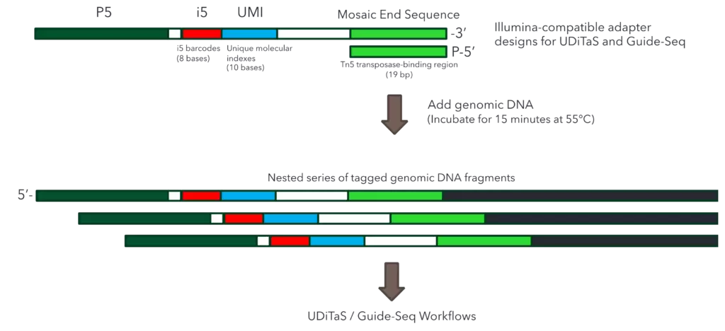 Tagify I5 Umi Molecular Workflow 1024x468