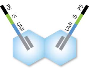 Tagify Umi Adapter Loaded Transposase