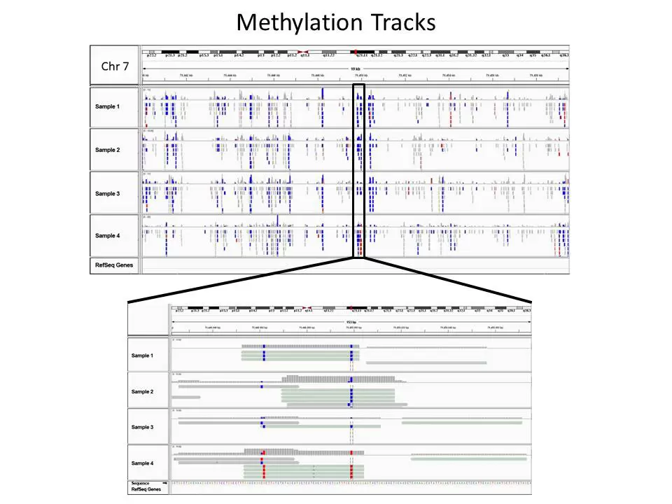 Targeted Methylation Tracks1 V2