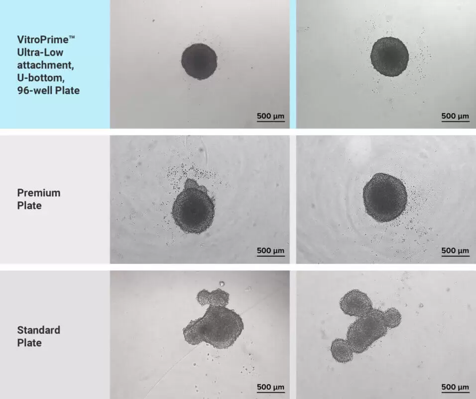 Thewell Bioscience Vitroprime Ultra Low Attachment Plate Vs Other Ula Plate 956x800