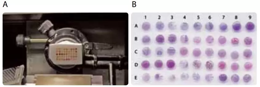 Tissue Microarray Recipient Block