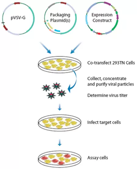 Virus Packaging