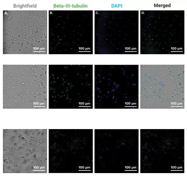 Vitrogel Neuron 3d Culture B35 Cl
