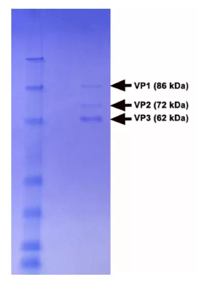Vpk 141 Purity