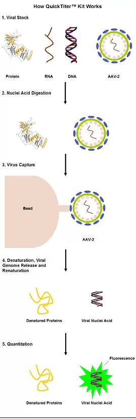 Vpk 145 Fig1