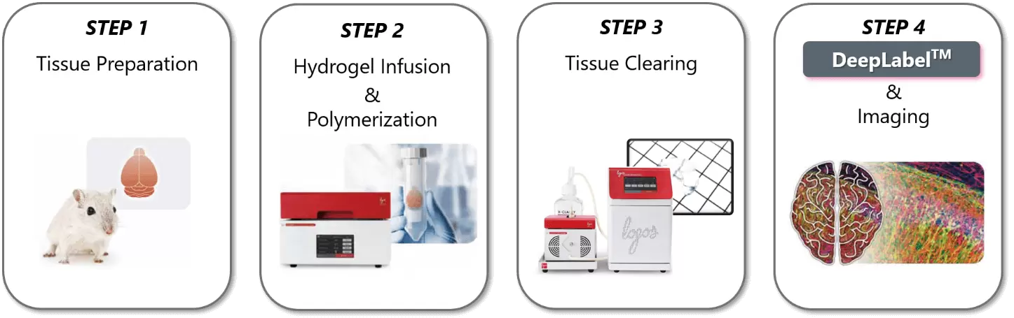 X Clarity 4 Steps Tissue Clearing